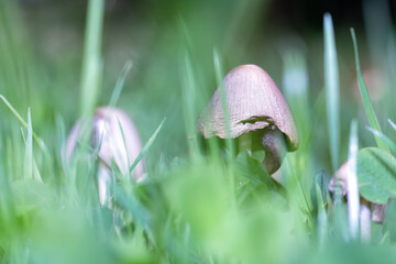 fungi in a wood land cornwall uk 