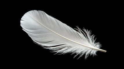 Obraz premium White feather with delicate barbs against a rich black backdrop, showcasing its soft and airy quality