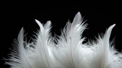 Obraz premium White feathers with fine textures and intricate barbs, set against a deep black background for an elegant look