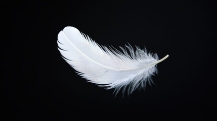 Obraz premium White feather drifting gently against a solid black background, showcasing its ethereal and delicate quality