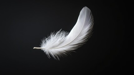 Obraz premium White feather drifting gently against a solid black background, showcasing its ethereal and delicate quality