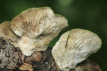 natural tree mushroom macro photo