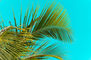 Coconut palm tree on blue sky background. Low angle view of palm trees growing against blue sky...