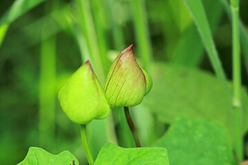 greater quaking grass plant macro photo