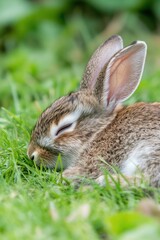 A sleeping rabbit resting on lush green grass.
