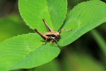 dark bush cricket grasshopper insect macro photo