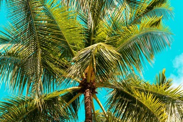 Tropical beach and palm trees. Tropical jungle forest with bright blue sky, panoramic nature banner. Idyllic natural landscape. 