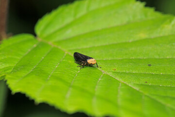 natural Passionvine hopper insect macro photo