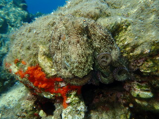 Common octopus (Octopus vulgaris) hunting, Aegean Sea, Greece, Halkidiki, Pirgos beach
