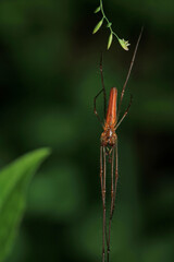 agelena labyrinthica spider macro photo