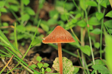 natural tree mushroom macro photo