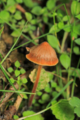natural tree mushroom macro photo