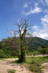 tree in the savannah