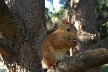 squirrel on a tree