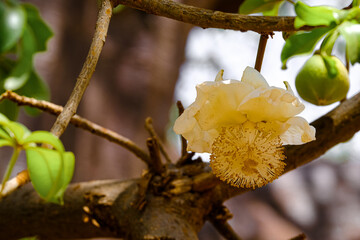 Baobab tree Flowers