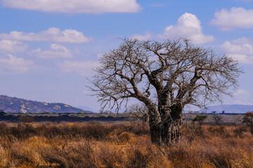 Baobab Tree