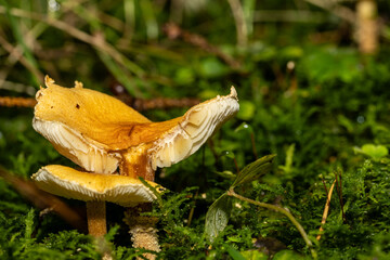 Eine Pilzfamilie in herbstlicher Umgebung