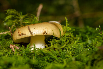 Ein einzelner Pilz in herbstlicher Umgebung