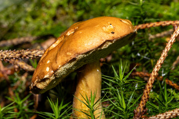 Ein einzelner Pilz in herbstlicher Umgebung