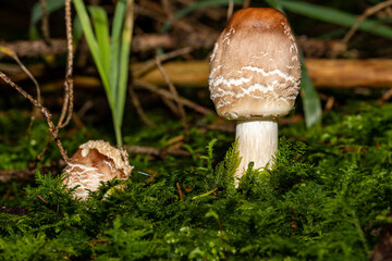 Eine Pilzfamilie in herbstlicher Umgebung