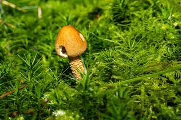 Ein einzelner Pilz in herbstlicher Umgebung
