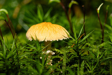 Ein einzelner Pilz in herbstlicher Umgebung