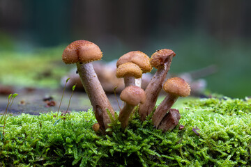 Eine Pilzfamilie in herbstlicher Umgebung