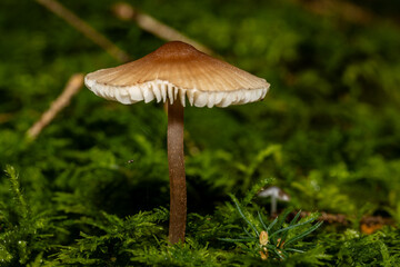 Ein einzelner Pilz in herbstlicher Umgebung