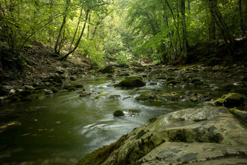 Fototapeta premium river in the forest