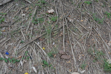Pattern of roots on the ground