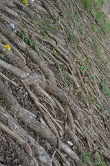 Pattern of roots on the ground