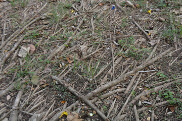 Pattern of roots on the ground