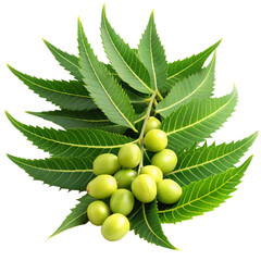 Medicinal neem leaves with fruit over transparent background