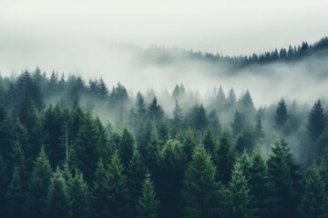 Foggy forest landscape nature trees mist.