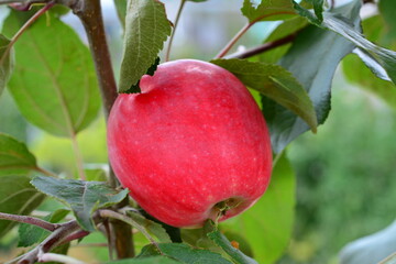 a red apple is growing on a tree with green leaves macro 
