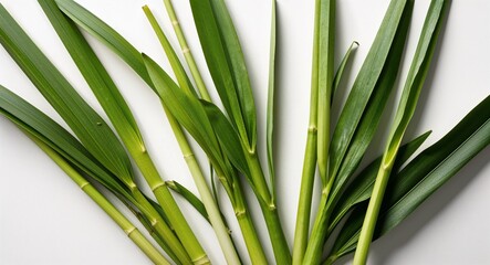 Obraz premium Crisp closeup of lush lemongrass leaves isolated on a simple white canvas