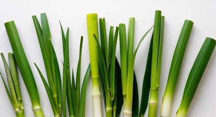 Obraz premium Crisp closeup of lush lemongrass leaves isolated on a simple white canvas