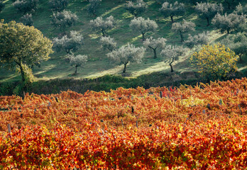 Sagrantino wine vineyards in autumn, Montefalco, Umbria, Italy.