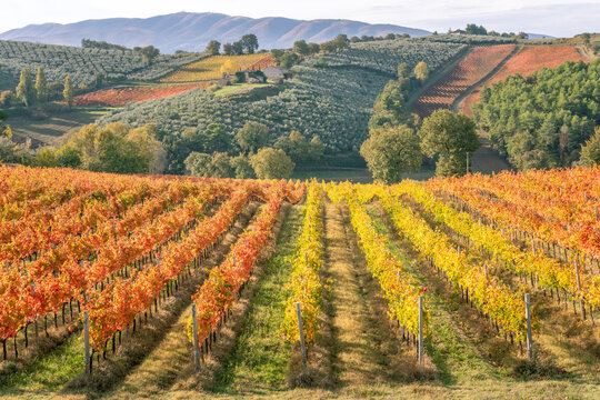 Sagrantino wine vineyards in autumn, Montefalco, Umbria, Italy.