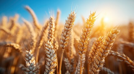 Golden Wheat Field at Sunset