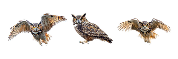 Naklejka premium Collection of Owl isolated on white or transparent background