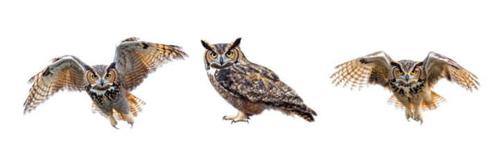 Collection of Owl isolated on white or transparent background