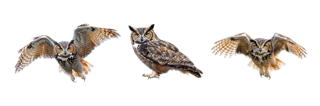 Collection of Owl isolated on white or transparent background