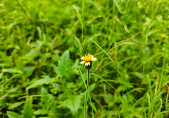 green grass in wild fields