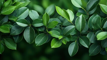 Obraz premium Lush Green Leaves Close Up - Nature Background