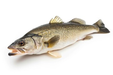 Obraz premium A fish lying on a white background