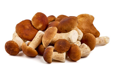 Boletus mushroom, isolated on white background