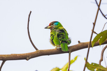 Blue-throated barbet  birds on the  tree branch.