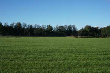 trees and green open field pasture on a sunny day