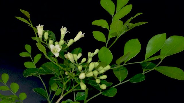 4k Macro timelpase of a Kemuning flower (Murraya paniculata), blooming and dry up against a black background.